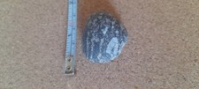 Irish fossils rock
