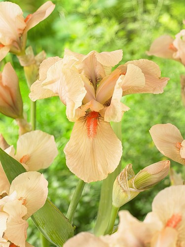 Litre iris - litre,