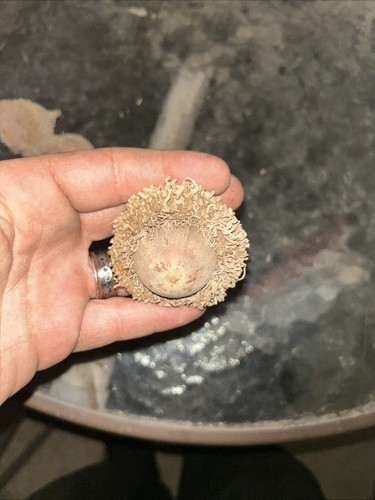 Burr oak acorns with - with, caps