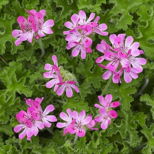 Pink capitatum rose - pink,