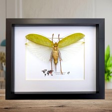 Framed giant asian leaf katydid: ethically sourced insect art (10"x8")