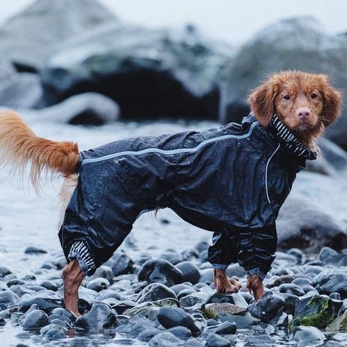 Hurtta dog coat - dog, legs