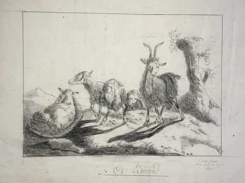Mont patey goat celina florin - mont,
