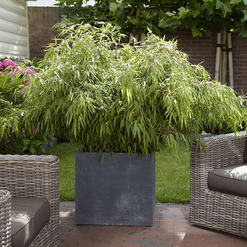 Bamboo plant fargesia - bamboo,