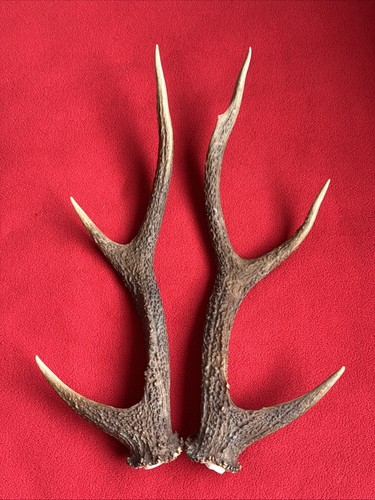 Pair sika deer - deer, antlers