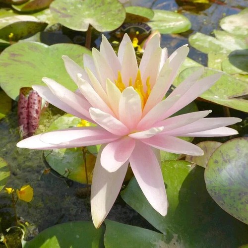 Nymphaea catchwater dream - nymphaea, dream"