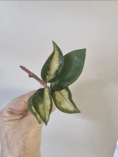 Hoya carnosa tricolor - tricolor, |