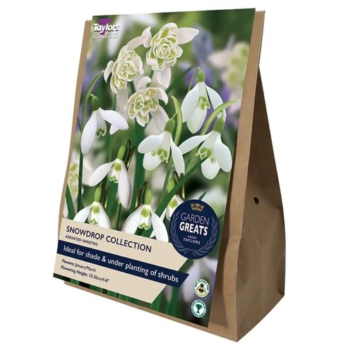 Taylors snowdrop collection - snowdrop,