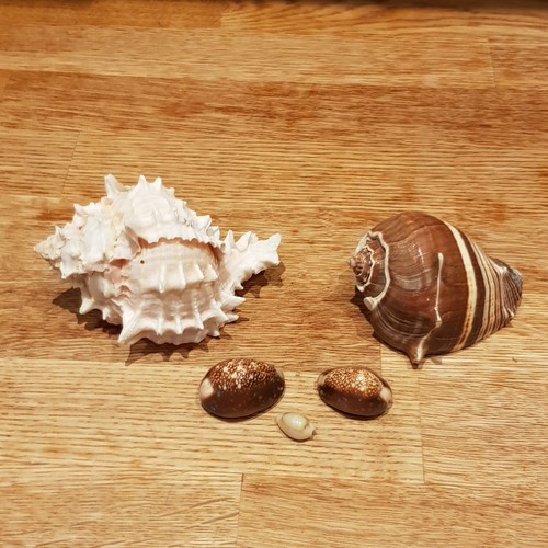 Mixed sea shells - sea, large