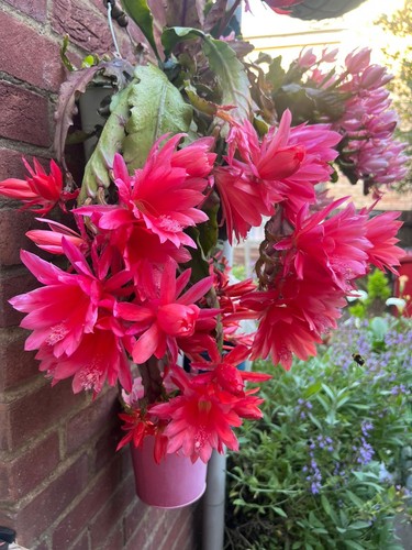 Rare epiphyllum queen - rare,