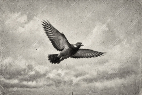 Portrait racing pigeon - of,