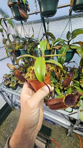 Nepenthes lowii tentaculata - x,