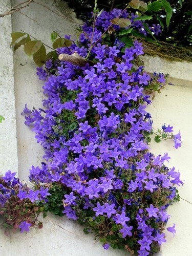 Rare evergreen campanula - rare,