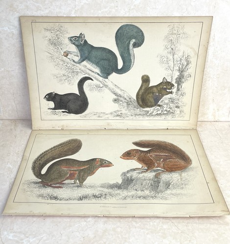 Antique book engraving hand - book,