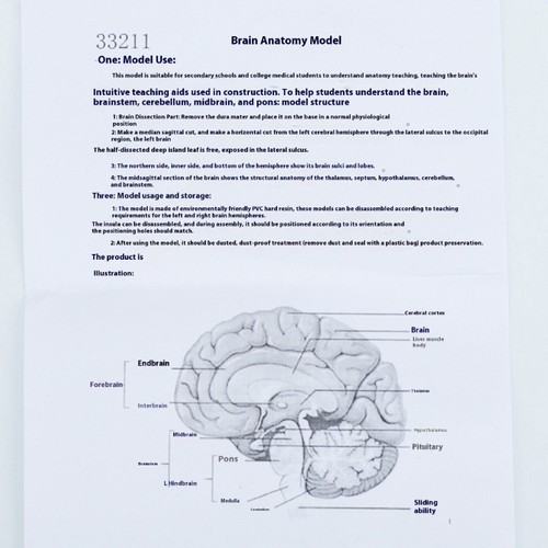 Human brain model - brain, display