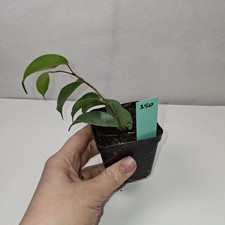 Ficus Benjamina Rooted Cutting Growing Plant Potted In nursery Pot