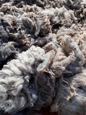 Shetland unwashed raw sheep fleece wool spinning crafts weaving 800g