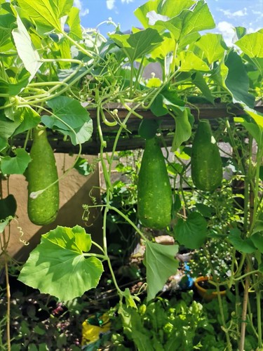 20x bangladeshi vegetable - bangladeshi,