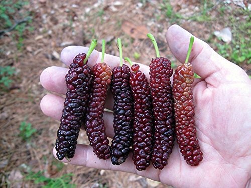 Pakistan long mulberry tree - pakistan,
