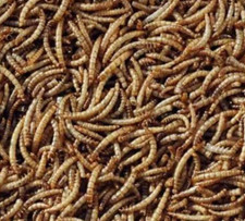 Dried Mealworms Protein Rich for Hamsters Chickens Birds Reptiles Amphibians