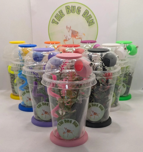 Jumping spider starter - , cup