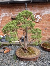 Large Shimpaku itoigowa