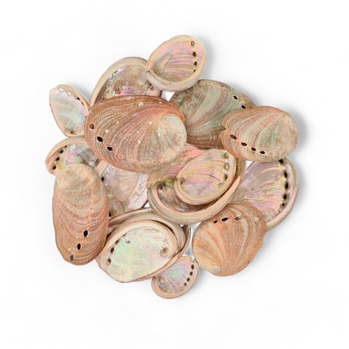 Natural beach shells - beach, seashells