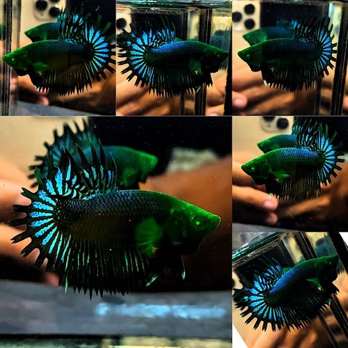 Live betta fish crowntail hulk - fish,