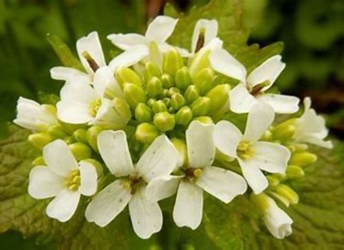 Garlic mustard wild herb hedge - wild,