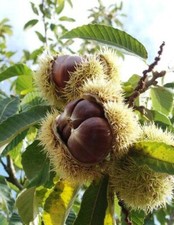 Sweet Chestnut (castanea