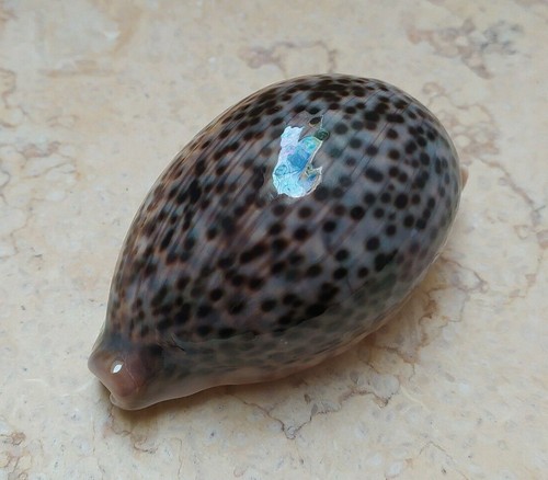 Cypraea pantherina natural - f,