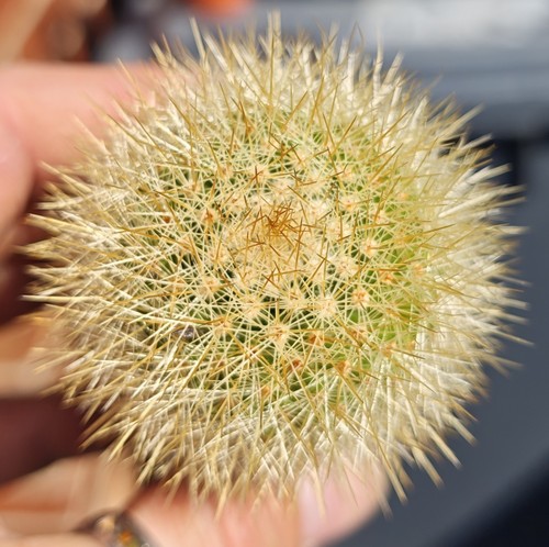 Mammillaria spinosissima - mammillaria,