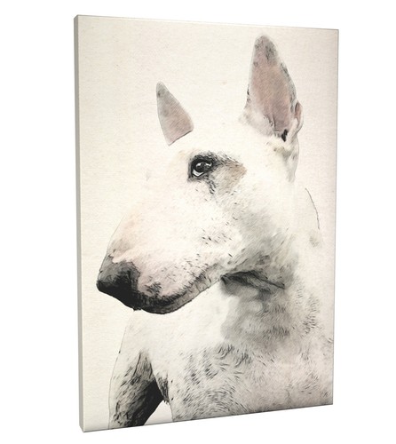 English bull terrier - english, box