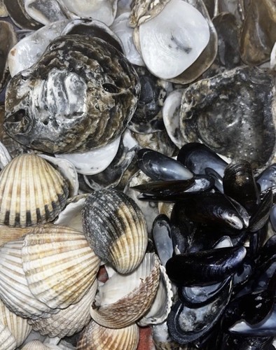 1kg fresh beach - beach, oyster