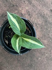 Hosta 'WHIRLY POP' Medium Hosta at maturity.  Single Bare root plant x 20 cm
