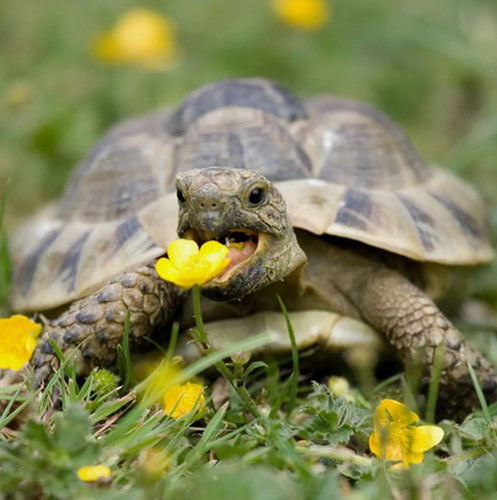 100 complete mix - complete, tortoise
