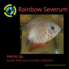 AWESOME RAINBOW SEVERUM 3.5"