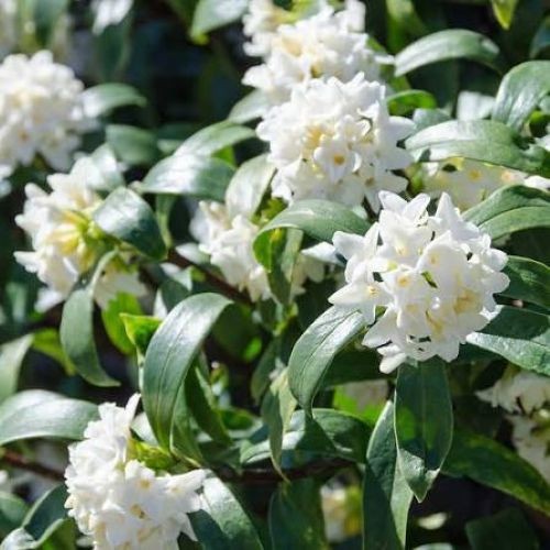 Daphne odora bholua perfume - bholua, 'perfume