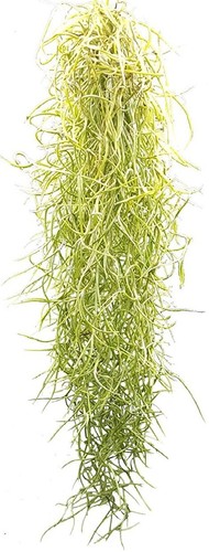 Spanish moss tillandsia - moss,