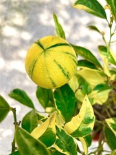 Citrus limon variegated - limon,