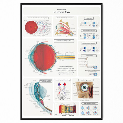 Human eye anatomy - poster,