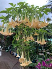 Brugmansia "Maya" Angel’s Trumpet  Potted Plant 35cm+ (height))