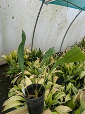 Aspidistra sichuanensis 'Well