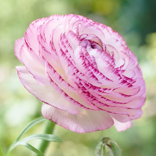 Ranunculus picotee pink - picotee,