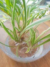 Spider Plant (Chlorophytum