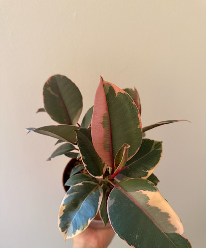 Ficus elastica belize multi - ficus,