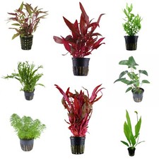 Live Aquarium Aquatic Plants