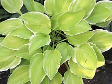 Hosta Platinum Tiara ( Plants Sent Out Ex Pots)