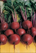 Beetroot Plug Plants "Grow Your Own" Vegetables 'Eco Friendly Packaging'