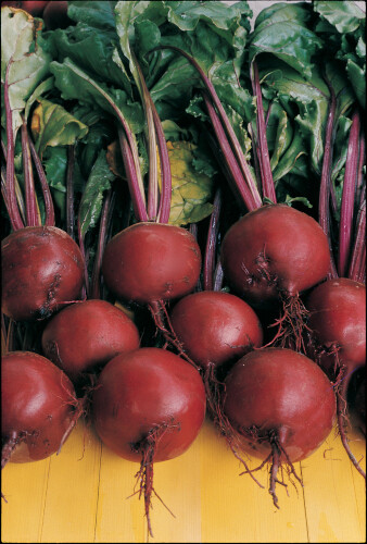 Gold beetroot plug plants - gold,
